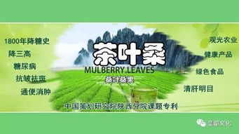 十萬畝茶桑蓄勢億元產(chǎn)值 涇陽茶經(jīng)濟醞釀新特品牌 農(nóng)業(yè)科技研發(fā)